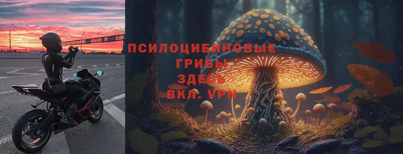 MEGA маркетплейс  Аксай  Псилоцибиновые грибы Cubensis  где можно купить наркотик 